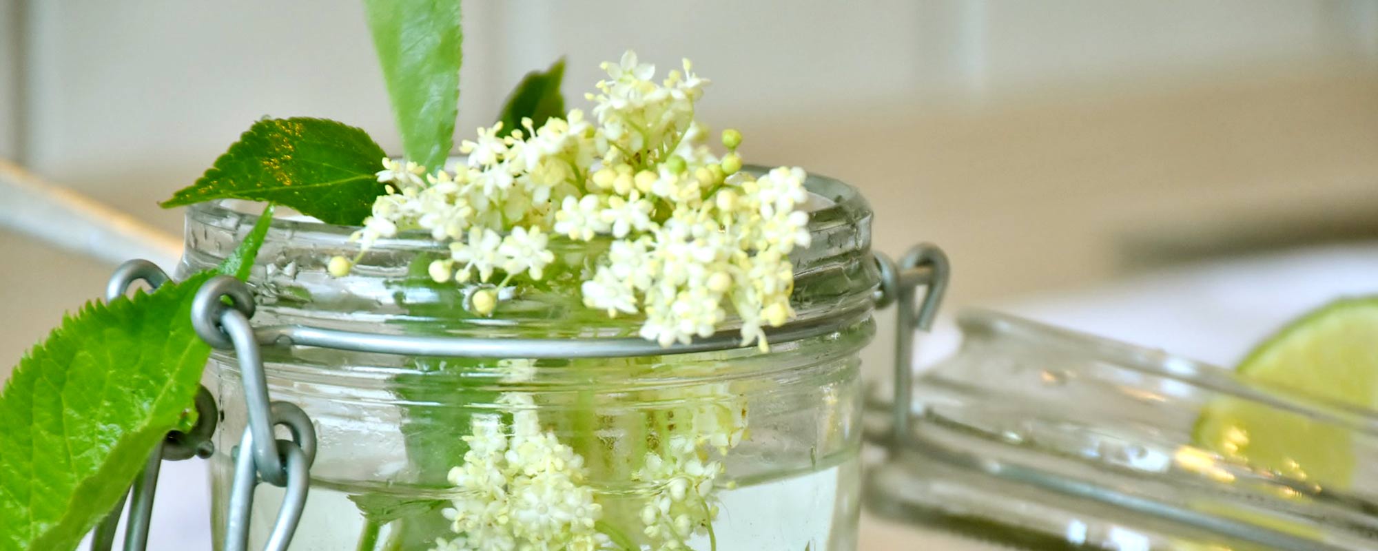 Duftende Holunderblüte